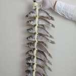 영광 법성포 참조기 굴비 20미 세트 (1.5kg) : 헬씨랜드1
