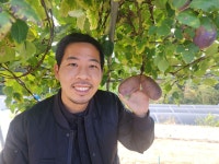 으름나무 묘목 슈퍼으름 [3년생] : 에버그린농원