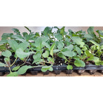 미소화원농장 레드 무 모종 (1개) 채소 키우기 : 미소화원농장