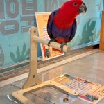 앵무새 횃대 장난감 유리압착 산책 책상 겸용 : 수작컴퍼니