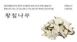 국산 황칠나무 600g : 약재파는 청년들