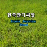 한국잔디씨앗10g -2봉 국산 들잔디 조선 산소 묘지용 : 광림아그로