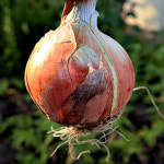 유가네농수산 국내산 햇 양파 적양파 3kg 5kg : 킹스몰코리아