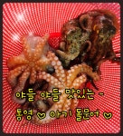 아기 문어 -  지금 요때만 드실수 있는 야들야들 귀여운 통영 아기 돌문어 , : 통영 해물세상