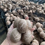 충남부여 국내산 무농약표고버섯 500g 1kg : 오표고버섯농장