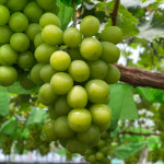 사계절농장 고당도 샤인머스켓 : 야채대장