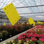 보키니 가드닝 하우스 러브버그 파리끈끈이 황색 판형 트랩(10cmx25cm) x 10개입 : bokinibio