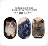매직 돌돌이 크리너 : 동팔이네