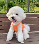 애견 와플 크레용 슬리브리스 : 제이슐라