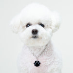 슈바독 강아지 인식표 목걸이 애견 이름표 반려견 네임택 대형견목걸이 데일리 고양이목걸이 : 슈바독