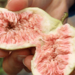 GAP 인증 영암 달을품은  청무화과 : 자연부부농원