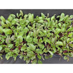 미소화원농장 적근대 모종 (1개) 채소 키우기 : 미소화원농장