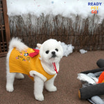 설날 추석 스누피누빔두루마기 귀도리세트 강아지한복 애견 대형견 개량한복 조끼 강아지배자 : 레디펫고