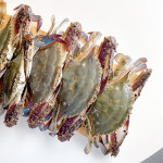 서해안 신진도 제철 알배기 봄 꽃게 1kg 활꽃게 숫꽃게 톱밥 암꽃게 생물 냉동 : 전라도청년