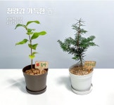 편백나무 키우기 풀 패키지 재배키트 DIY [ 황칠/홍가시/동백] 여럿이재배키트 : 여럿이  농업회사법인