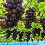 별별포도농원 친환경-무농약 유럽종포도 머스켓함부르크 2kg : 별별포도농원 체험농장