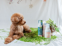 트리니티보보 버블폼 펫 샴푸 강아지 고양이 샴푸 300ml : 리더스 펫