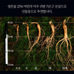 상농산양산삼농원 | [180만 누적판매] 용인산삼농원 7년근 산양산삼 20뿌리 프리미엄 선물세트 고급한지박스 : 100세 건강창고