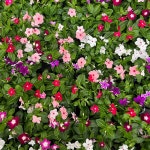 식물쌀롱 일일초 매일초 꽃 모종 야생화 봄꽃 : 식물쌀롱