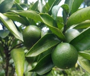 제주서귀포위미리 풋귤(청귤) 3kg,5kg,10kg : 제주장용팜