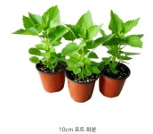 텃밭 방아잎모종 8개 배초향 화분 허브식물 꽃모종 : 텃밭 농원