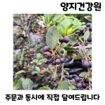 국내산 아로니아즙 60포 100ml : 양지건강원