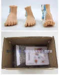 인체발바닥근육모형 인체구조 슬래브 발모형 궁형발바닥해부모형 교육보조도구 학생 한의원 병원 : 마켓데이달