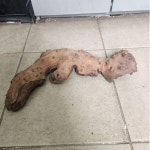 사진나무그대로609투톤유목,약25~30cm : 수족관남국상사