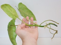 필로덴드론 파라이소 베르디 (동일식물배송) 수경식물, 수경재배로 안착 : 소원마당