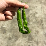 꽈리고추 150g 300g 500g : 금성농산