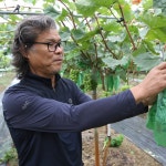 입장 탁주네샤인머스켓2KG : 낭구목  탁주네포도