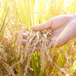 햇쌀푸드 2025 햅쌀 임금님표 이천쌀 농협쌀 경기미 10kg, 2개 : 햇쌀푸드