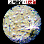 현미경 생물현미경 MICROSCOPE 학교에서 사가는 250배율 광학현미경 : 테이크5