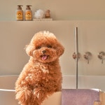 [크르릉마켓] 무자극 강아지 샴푸 bee happy shampoo : 퍼피덤케어
