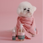 댕댕펫 홀리힐리 퓨어 강아지샴푸 천연 저자극 약용샴푸 500ml : 댕댕Pet