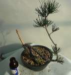 소나무 해송(암반목) 화분 인테리어식물 선물용분재 카페식물 정원수 : 토종식물농장