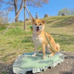 데일리매트 켄넬방석 침낭 유모차쿠션 방석세탁 산책매트 : 따숩개하우스