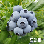 [가정 재배 추천] 깨비농장 블루베리 나무 묘목 재배 키우기 : 깨비농장