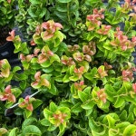 남천 17cm화분 왜성남천 트왈라이트 레몬엔라임 바위남천 제블리드 : 세종식물원