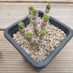 모닐리포메 토끼귀 0831 : 대명항농원