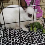 다용도그물망 플라스틱 메쉬 정원 그물 울타리  사육 보호  고양이 애완 동물 병아리 발코니 낙하 방지 : 스마일파파