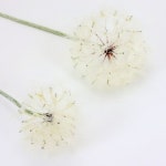 민들레홀씨가지 디피용 고급조화 마르텔 민들레조화 : 넷인컴