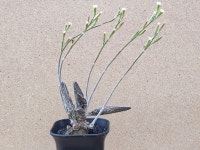 아프리카식물/아드로미츄스 마리아나에-3434 adromichus marianae 아프리카농장 : 아프리카농장-다육.선인장