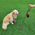 퍼피니스 중 대형견용 배변봉투 파우치 : 퍼피니스