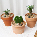 괴마옥 소형 선인장 공기정화식물 키우기쉬운 다육이 거실 인테리어 토분세트 : 나는식물이좋아
