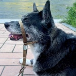 세이브독 젠틀리더 소형견 중형견 대형견 머리리드줄 강아지 훈련용품 입마개 짖음방지 : 세이브독