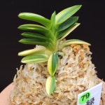 풍란 부귀란 신세계난농원/  79 녹채보 緑彩宝 Ryokusaiho : 신세계난농원