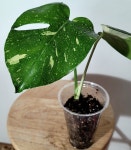 무늬몬스테라ㅡ탑 순화묘 : 비비 플랜츠