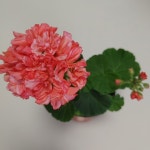 한국제라늄 송살구 : 엄마의 가든