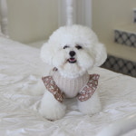 클리오 프릴 강아지 티셔츠 애견 가을옷 코코리베 강아지옷 XS : 코코리베 CocoLiebe